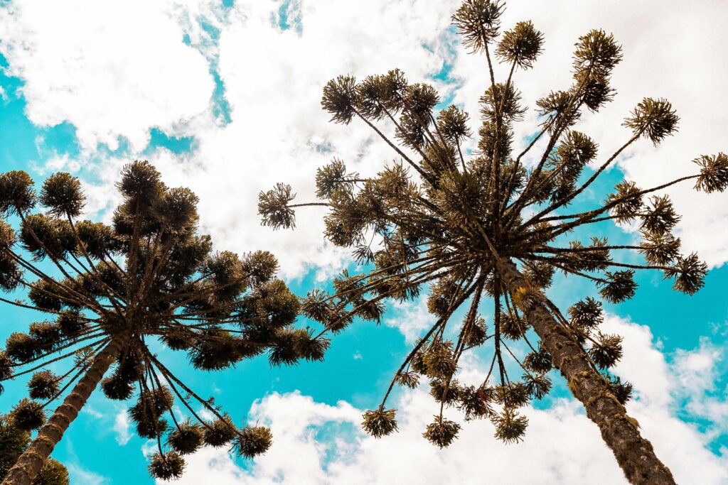 From below of huge tall araucaria tree under bright blue sunny sky with clouds
